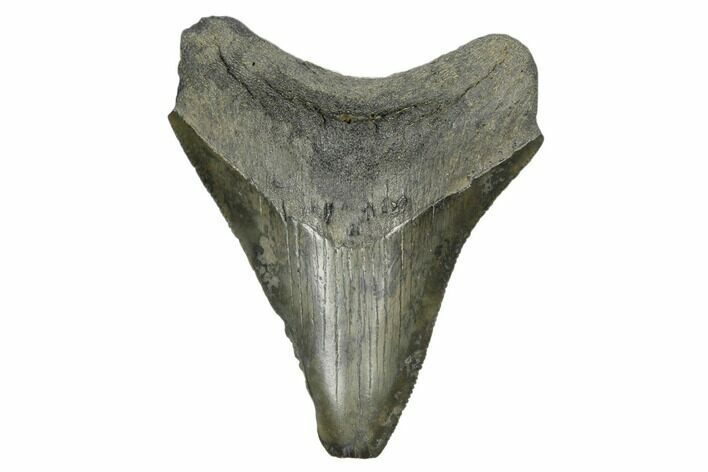 Juvenile Megalodon Tooth - South Carolina #170562